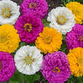 Mardi Gras, Zinnia Seeds